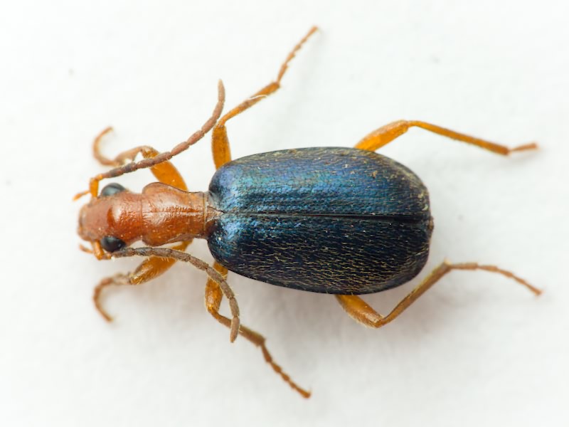 Carabidae Latreille, 1802